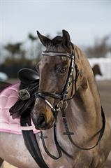 HORZE ogłowie pony BRIDLE HGL czarne